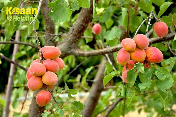 Apricots (खुबानी)